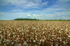 cotton field