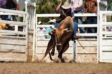 man riding bull