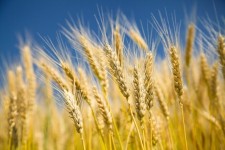 wheat field