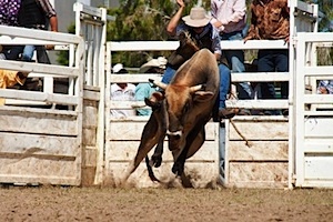 Top Riding Stock Top Trading Links: Trends, Themes, And Bond Dreams