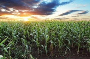 us corn field