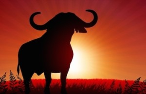 stock market bull sunset