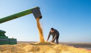 farmer during corn harvest