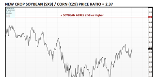 U.S. Corn Market Outlook: Analyzing The Soybean Price Ratio