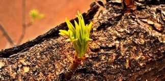 The Stock Market Grows Green Shoots
