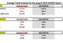 US Corn Market Update: Concerns Into August WASDE Report august wasde corn report estimates production yield acreage image