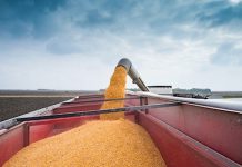 Corn Market Weighs Phase One Of U.S. – China Trade Deal corn grain truck harvest image