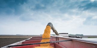 Corn Market Weighs Phase One Of U.S. – China Trade Deal corn grain truck harvest image