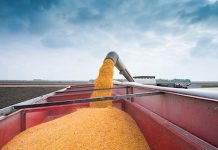 Can U.S. Corn Futures Trade Over the $4 Mark? corn harvest grain truck full yellow corn