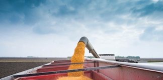 Can U.S. Corn Futures Trade Over the $4 Mark? corn harvest grain truck full yellow corn
